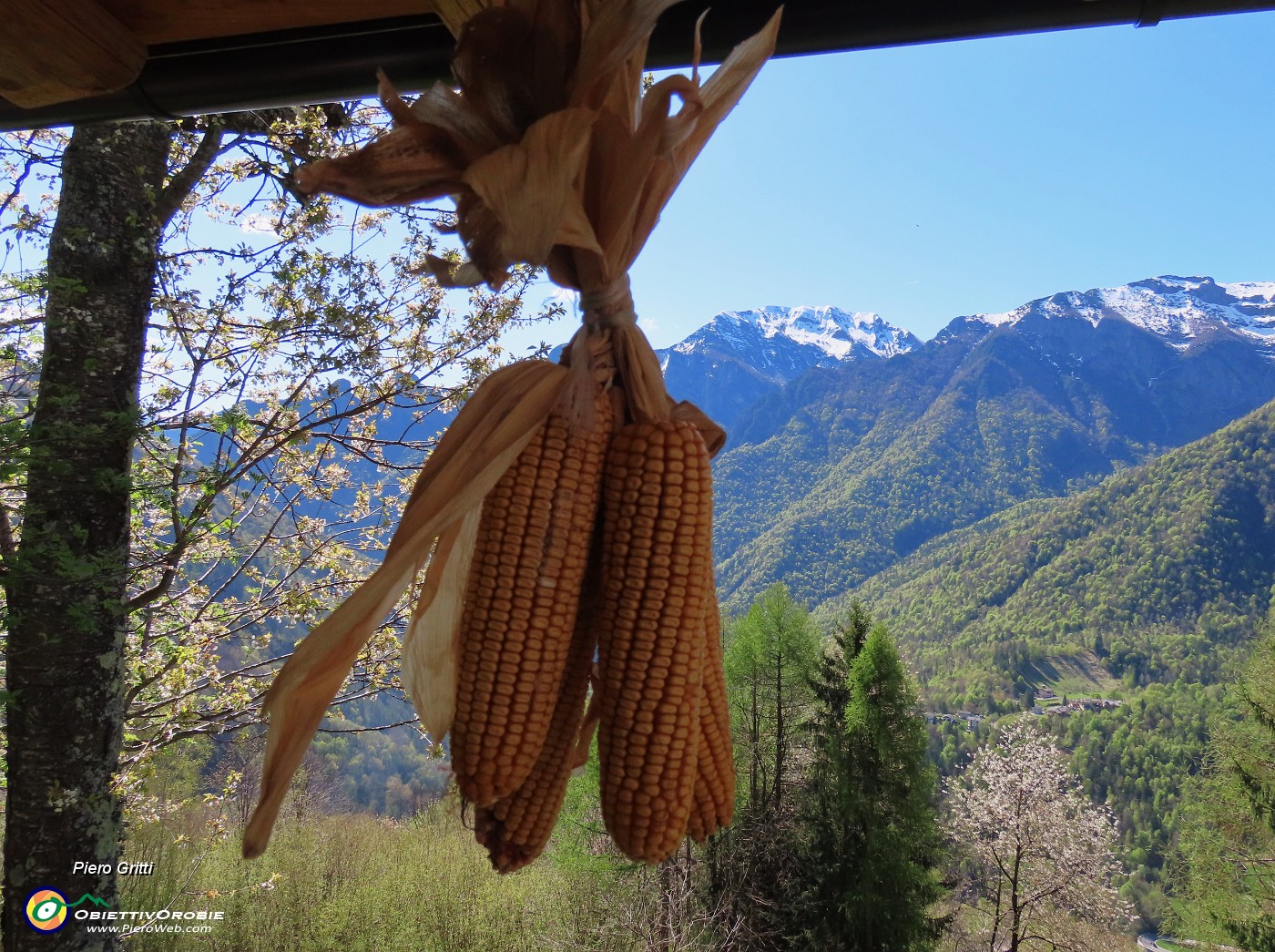37 Bella pannocchia di granturco con vista in Baciamorti.JPG